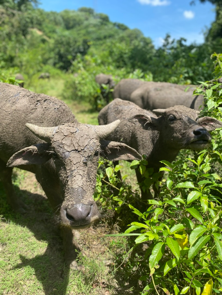 Buffaloes of Lombok